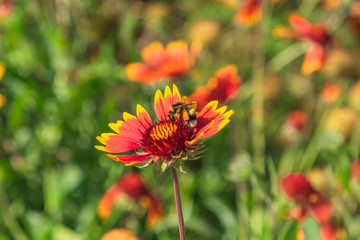 achillea milefolium polinizada con abeja