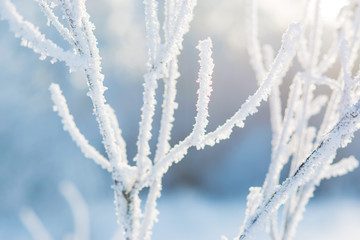 Tree branches covered with snow on winter sunny day with beautiful light