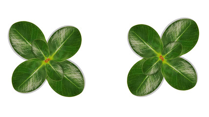 Set of green tree leaves and branches with raindrops isolated on white background