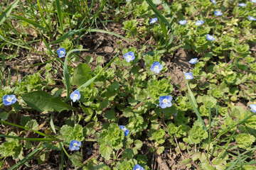 Fresh foliage and blue flowers of speedwell in spring