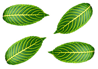 Green leaf with white background