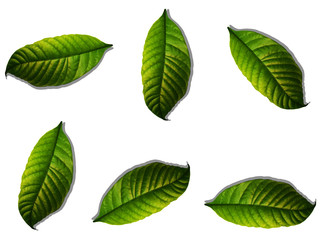 Set of green tree leaves and branches with raindrops isolated on white background