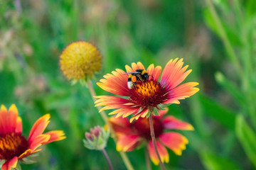 achillea milefolium polinizada con abeja