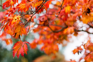 Fototapeta na wymiar A colorful walk in autumn time - Planten un Blomen, Hamburg