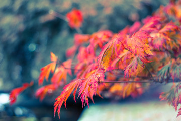 Pink fall - Planten un Blomen, Hamburg