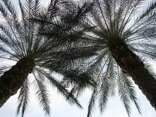 Starburst Palm