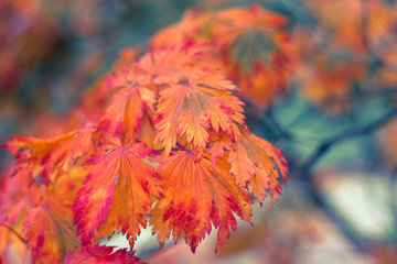 Beautiful season changes closeup - Planten un Blomen, Hamburg