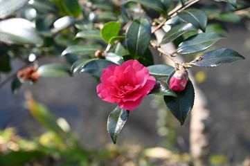 higasyyama jisyouji ginkakuji