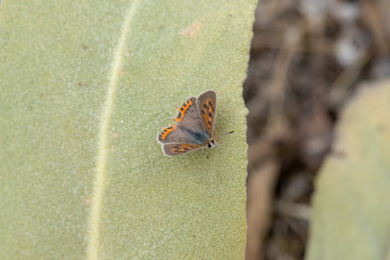 Lycaenidae / Benekli Bakır / / Lycaena phlaeas