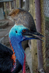 Exotic blue flamingo