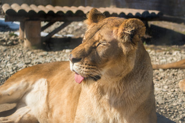  a pair of lions in the cage at the zoo