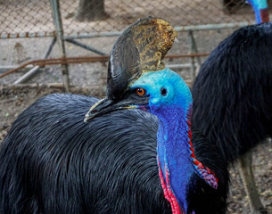 Exotic blue flamingo