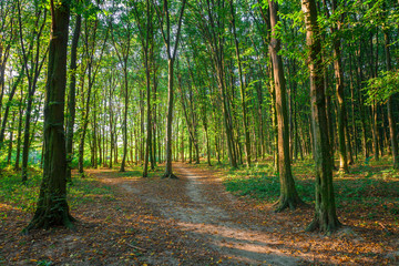 Obraz premium beautiful green forest in summer