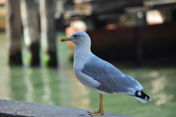 gull in Venice