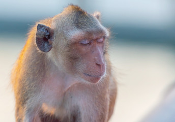 Monkey siting sleeping.