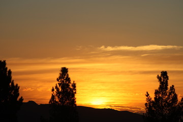 silhouette of tree at sunset