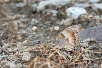 Satyridae / Cadı / / Chazara briseis