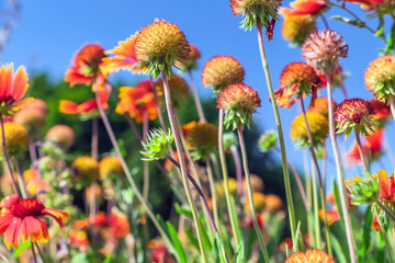 coneflower echinacea