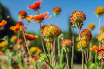 coneflower echinacea