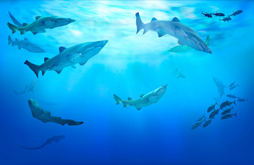 Obraz na płótnie Canvas Life in tropical waters. Hunting sharks. Shoal of fish.