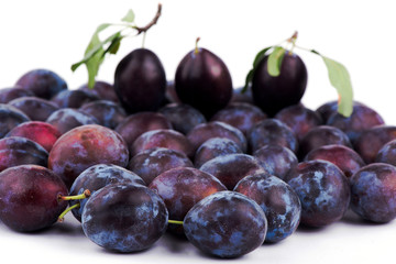  plum close-up. sweet plum