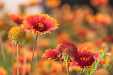 coneflower echinacea
