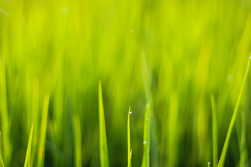 Green grass background