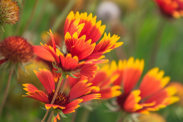 coneflower echinacea