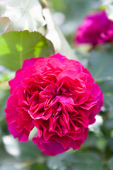 rose flowers in a garden