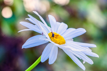 Obraz premium wild field daisies pollinated by bees