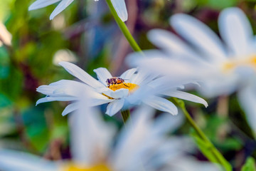 wild field daisies pollinated by bees