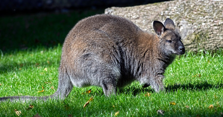 Bennett's wallaby. Latin name - Macropus rufogriseus	