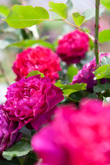 rose flowers in a garden