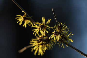 Zaubernuss Hamamelis