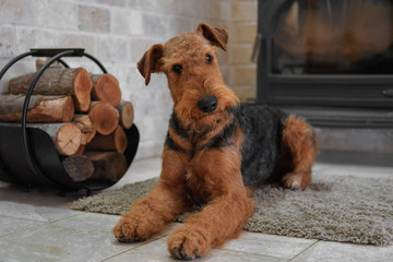 Airedale Terrier dog (1.1 year old), in the interior of the house (by the fireplace and woodpile)