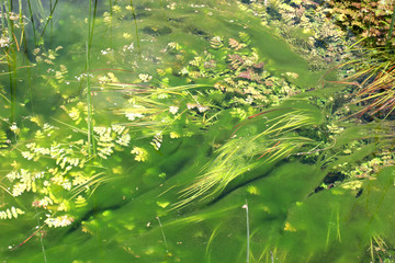 algae in the pond