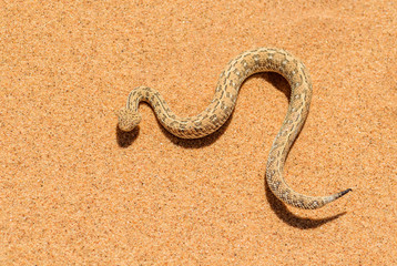 Fototapeta na wymiar Peringuey's Adder - Bitis peringueyi, small venomous viper from Namib desert, Walvis Bay, Namibia.
