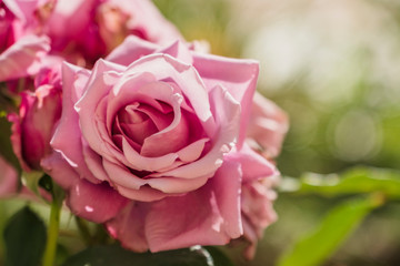 wild roses with stem and thorns