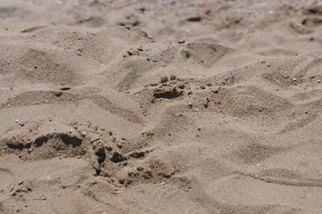 Footprints in the sand