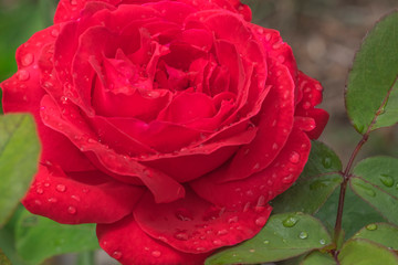 wild roses with stem and thorns