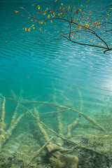 Fototapeta na wymiar detailed image of tree branches under the surface of the turquoise water at plitvice lakes in croatia