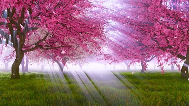 Sakura cherry orchard in full blossom basking in radiant sunlight, sun rays shines through trees and pink flower petals falling in slow motion on a green grass. Springtime 3D animation rendered in 4K