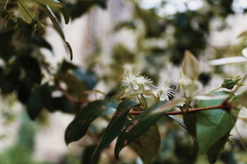 Natureza