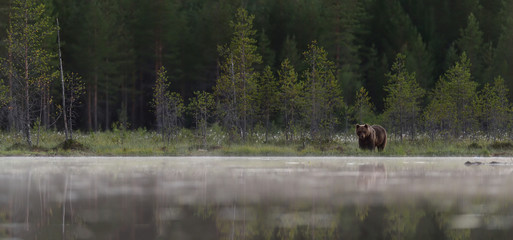 brown bear in the misty taiga landscape