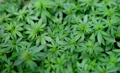 Green cannabis leaves with soft focus texture background