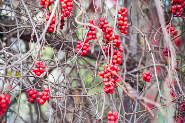 red rowan