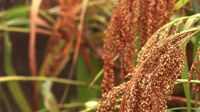 Cultivated proso millet in agricultural field