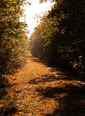 chemin forestier en automne