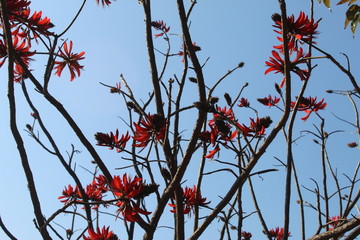 A bunch of unique red flowers hanging on a tree