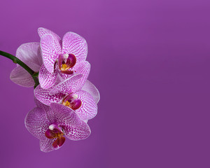 Fototapeta na wymiar Purple orchid branch purple background